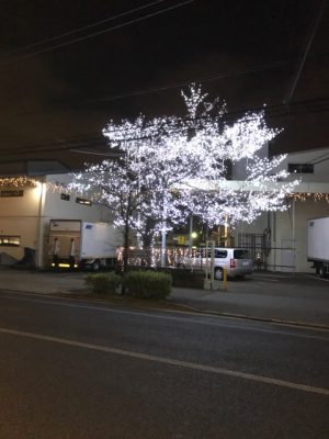 社屋入口桜イルミネーション　道路隔てた場所からの撮影