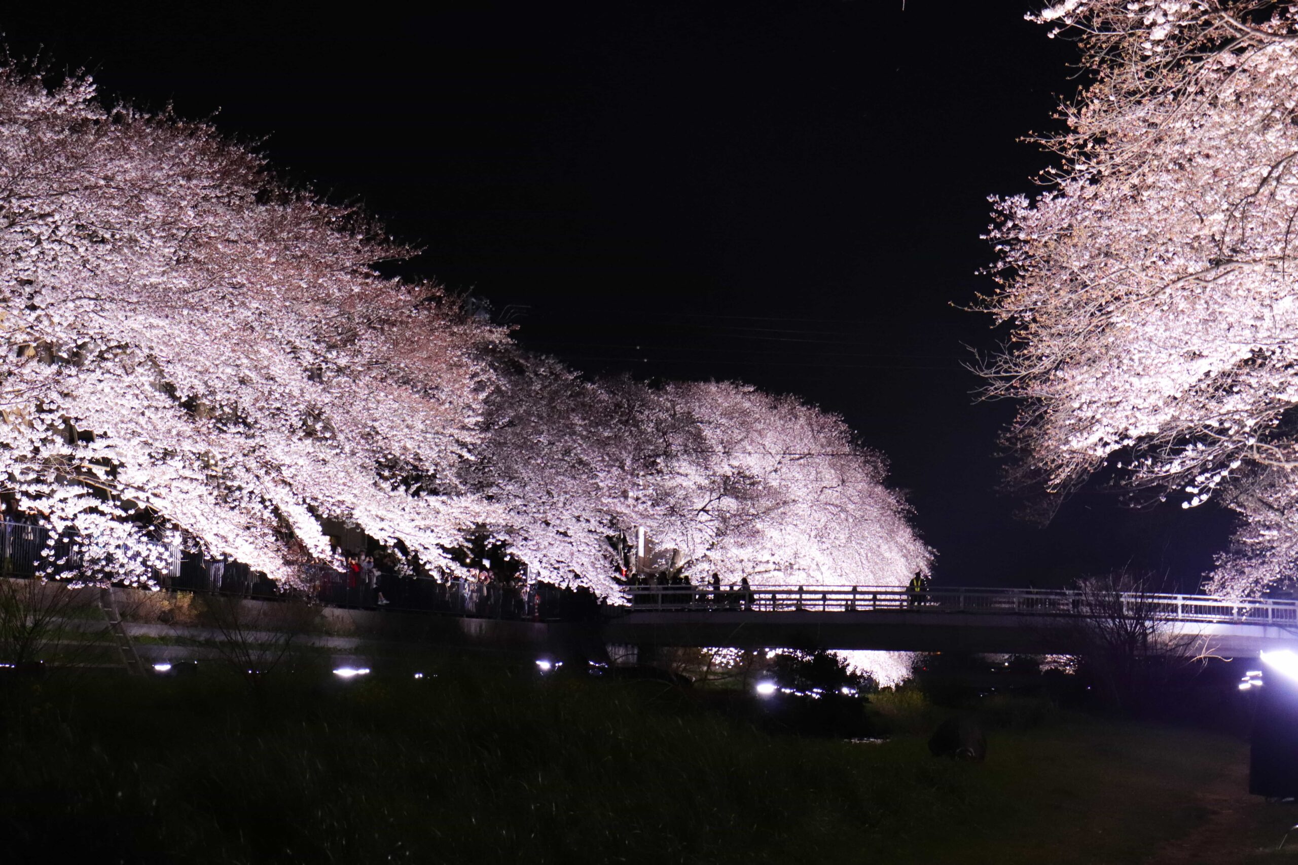 野川の桜ライトアップ2022 開催中止のお知らせ | 株式会社アーク